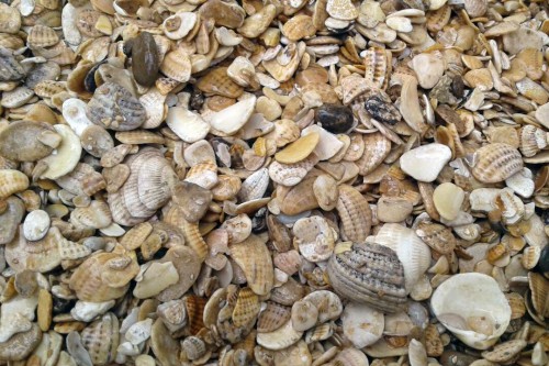 Морская ракушка фр. 5-20 мм  купить с доставкой в Ростову фото 