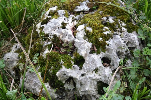  Выветренный известняк со мхом фр. 100-500 мм.  купить в Ростове известняк серый белый зеленый валун известняковый крупный 7 500 руб/т   фото 