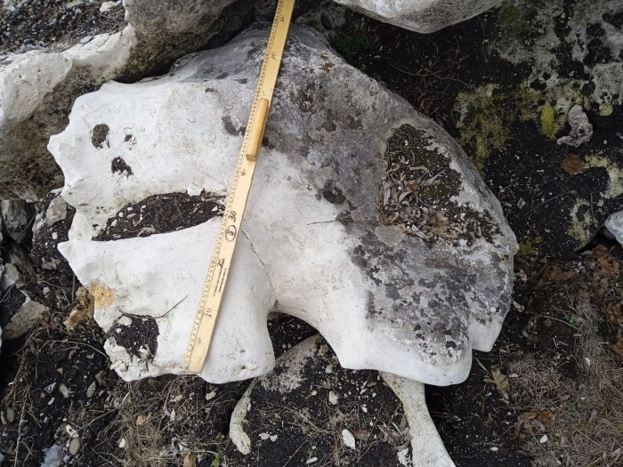 Выветренный известняк со мхом фр. 100-500 мм.  купить в Ростове известняк серый белый зеленый валун известняковый крупный 7 500 руб/т   фото 