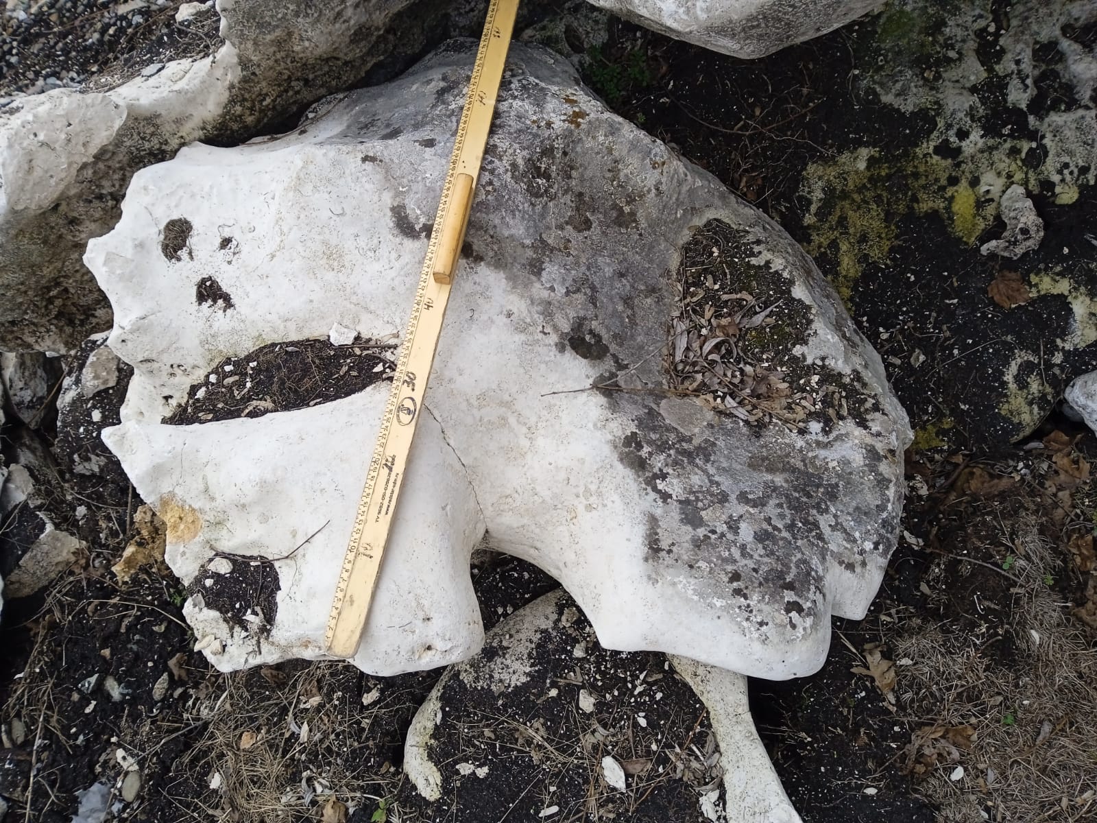  Выветренный известняк со мхом фр. 100-500 мм.  купить в Ростове известняк серый белый зеленый валун известняковый крупный 7 500 руб/т   фото 