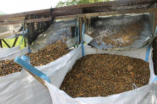  Галька окат (серо-желтая) фр.10-20 мм. купить   в Ростове галька серо-желтая, рыжая, серый речная окатанная округлая галька 4000 руб/т   фото 