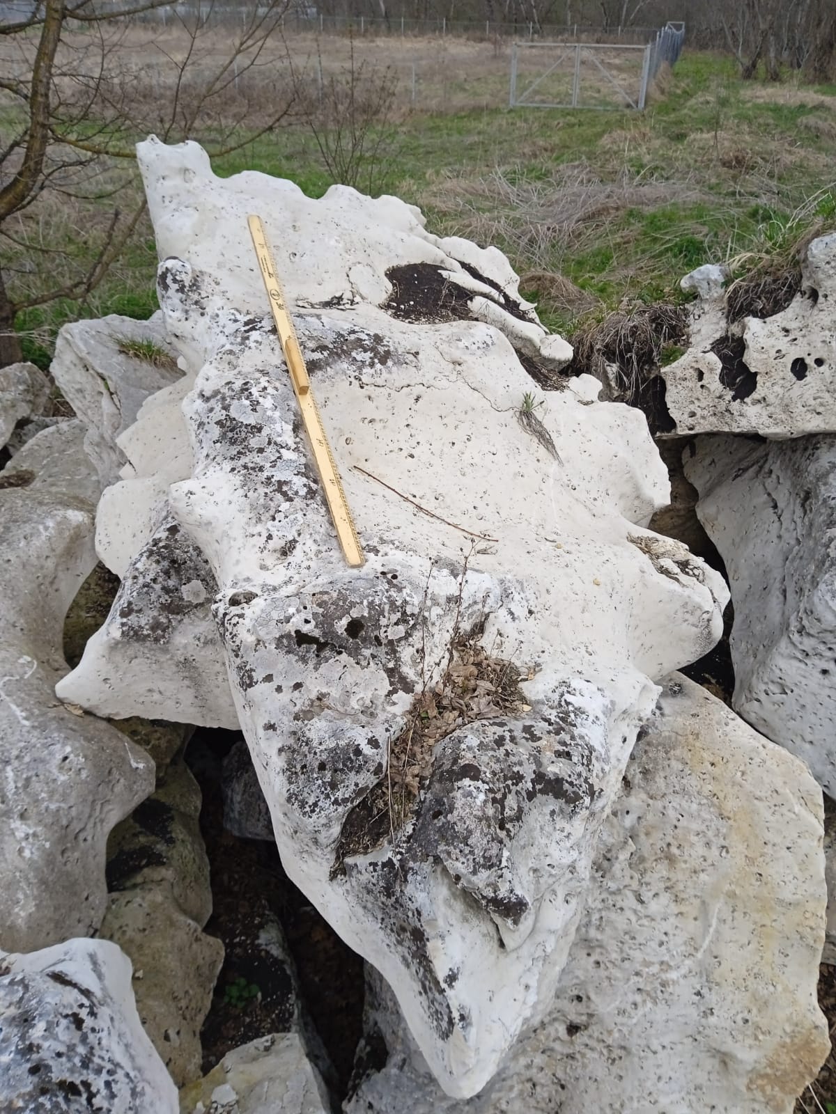  Выветренный известняк со мхом фр. 100-500 мм.  купить в Ростове известняк серый белый зеленый валун известняковый крупный 7 500 руб/т   фото 