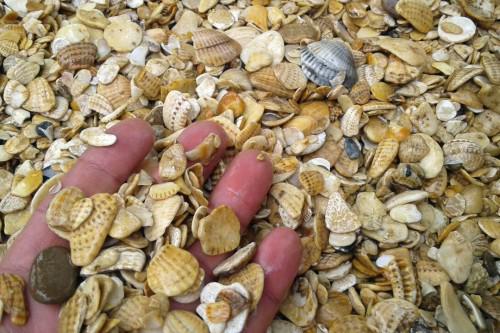 фото Морская ракушка фр. 5-20 мм в интернет-портале 